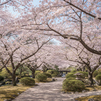 Japanese Cherry Blossom Prunus Serrulata – Flowering Ornamental Tree Seeds