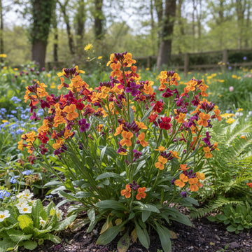 English Wallflower – Hardy Wildflower Garden Seeds