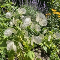 Money Plant Lunaria Annua – Wildflower Garden Seeds