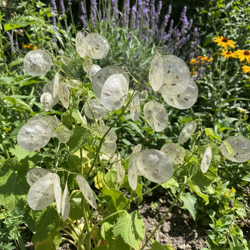 Money Plant Lunaria Annua – Wildflower Garden Seeds