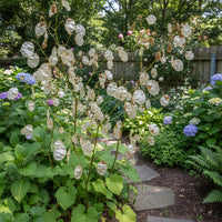 Money Plant Lunaria Annua – Wildflower Garden Seeds