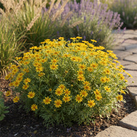 Dahlberg Daisy Thymophylla – Hardy Wildflower Garden Seeds