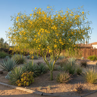 Parkinsonia Aculeata – Flowering Palo Verde Tree Seeds