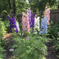 Mixed Rocket Larkspur – Colorful Wildflower Garden Seeds