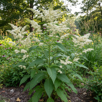 Boneset Eupatorium – Hardy Wildflower Garden Seeds