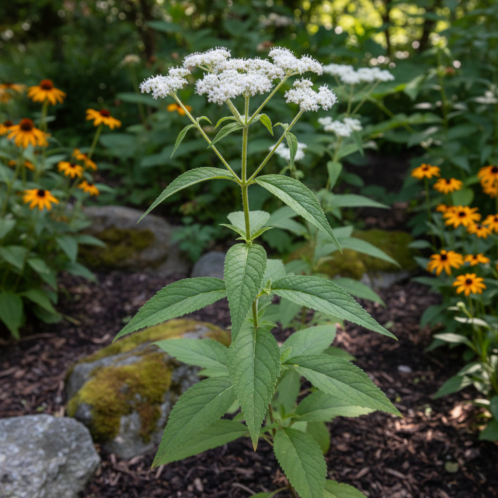 Boneset Eupatorium – Hardy Wildflower Garden Seeds