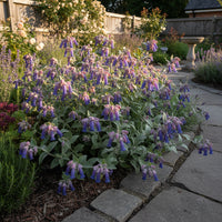 Honeywort Cerinthe Major Purpurascens – Colorful Garden Flower Seeds