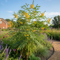 Wild Senna – Hardy Wildflower Garden Seeds