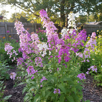 Dame’s Rocket Hesperis – Hardy Wildflower Garden Seeds