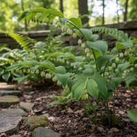 Solomon’s Seal Polygonatum – Hardy Wildflower Garden Seeds