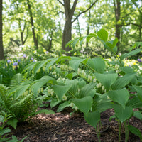 Solomon’s Seal Polygonatum – Hardy Wildflower Garden Seeds