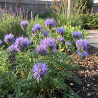 Lacy Phacelia Phacelia Tanacetifolia – Colorful Wildflower Garden Seeds
