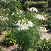 Caesalpinia Pulcherrima White – Ornamental Shrub Tree Seeds
