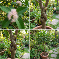 Grafteed Syzygium Aqueum Bajang – Flower Seeds