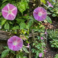 Pink Shroud Japanese – Garden Flower Seeds