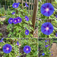 Blue Tutu Japanese – Garden Flower Seeds