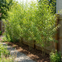 Hybrid Willow Austree Privacy Salix Tree Cutting Fast W Instructions Start