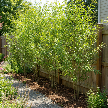 Hybrid Willow Austree Privacy Salix Tree Cutting Fast W Instructions Start