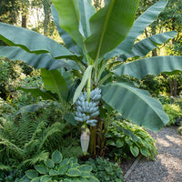 Ensete Glaucum, Snow Banana – Fruit Seeds