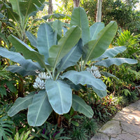 Ensete Glaucum Snow – Fruit Seeds