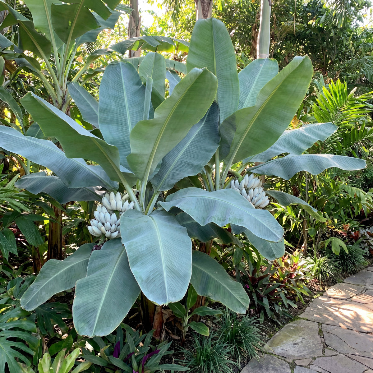 Ensete Glaucum, Snow Banana – Fruit Seeds