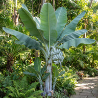 Ensete Glaucum Snow – Fruit Seeds