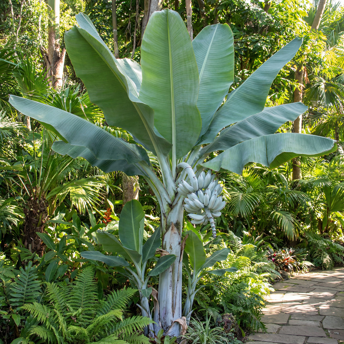 Ensete Glaucum, Snow Banana – Fruit Seeds