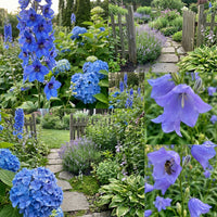 Forget Me Nots Myosotis Sylvatica – Blue Perennial Flower Seeds