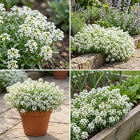 Alyssum Carpet of Snow Lobularia Maritima – Low Growing Garden Flower Seeds