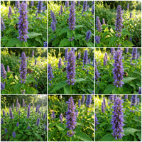 Anise Hyssop Blue Spike Agastache Foeniculum – Perennial Garden Herb Seeds