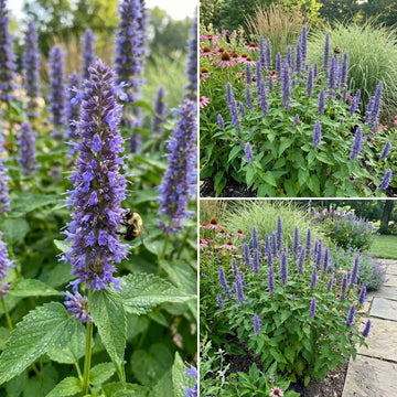 Anise Hyssop Blue Spike Agastache Foeniculum – Perennial Garden Herb Seeds