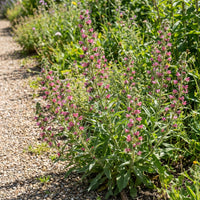 Viper's Bugloss Rose Pink Echium Plantagineum – Dwarf Garden Flower Seeds