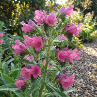 Viper's Bugloss Rose Pink Echium Plantagineum – Dwarf Garden Flower Seeds