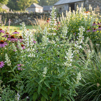Agastache Giant Hyssop White Agastache Mexicana – Fragrant Garden Flower Seeds