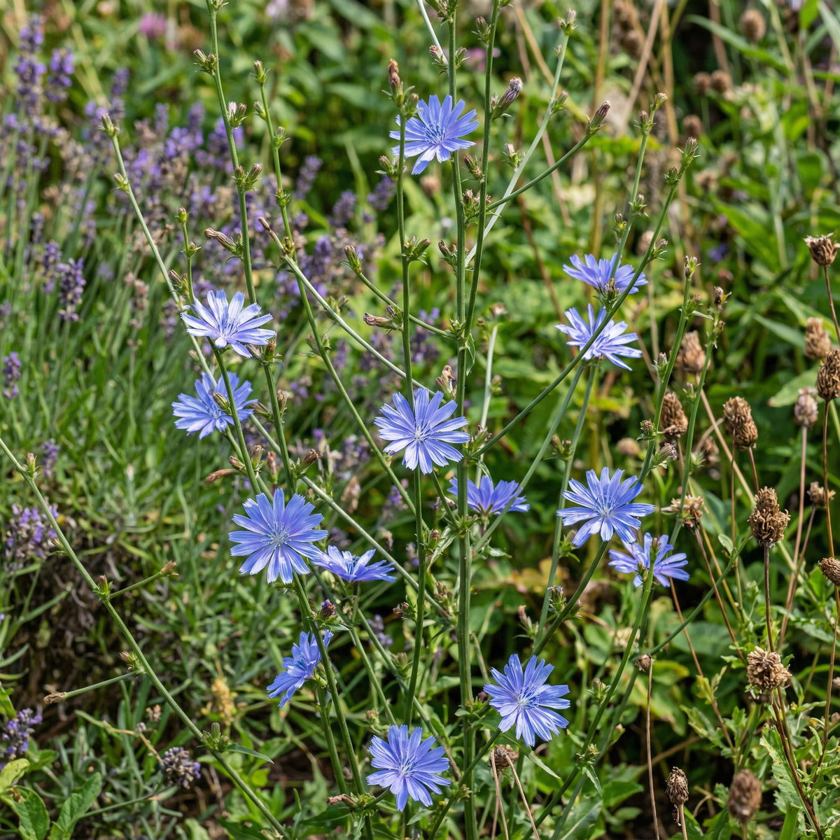 Chicory Wildflower Seeds For Planting Beautiful Blue Wildflowers