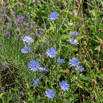 Chicory Wildflower Seeds For Planting Beautiful Blue Wildflowers