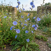Chicory Wildflower Seeds For Planting Beautiful Blue Wildflowers
