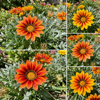 Gazania Seeds
