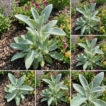 Rabbit Ear Plant – Fruit Tree Seeds