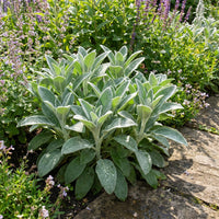 Rabbit Ear Plant – Fruit Tree Seeds