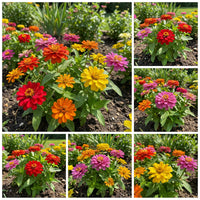 Zinnia Pumila Mixed Colors Zinnia Elegans – Compact Garden Flower Seeds