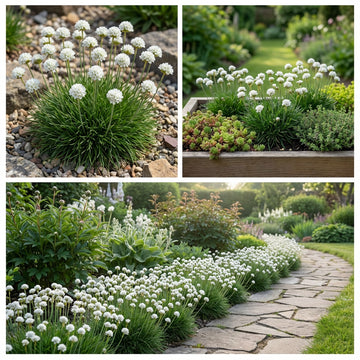 Armeria White Sea Thrift Armeria Maritima Alba – Hardy Garden Flower Seeds