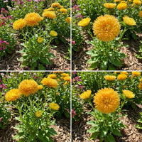 Aster Gremlin Yellow Double Callistephus Chinensis – Dwarf Garden Flower Seeds