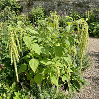 Amaranthus Love Lies Bleeding Green Amaranthus Caudatus – Ornamental Garden Seeds
