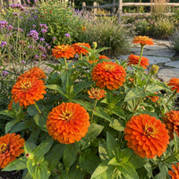 Zinnia Orange King Zinnia Elegans – Vibrant Garden Flower Seeds