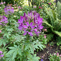 Spider Flower Violet Queen Cleome Hassleriana – Ornamental Garden Flower Seeds