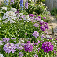 CandyTuff Tall Iberis Umbellata – Heirloom Garden Flower Seeds
