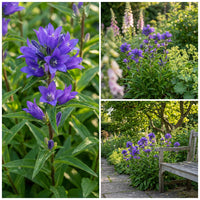 Bellflower Superba Campanula Glomerata – Hardy Perennial Flower Seeds