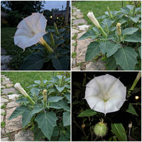 Moonflower Datura – Fragrant White Night-Blooming Flower Seeds