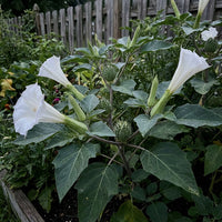 Moonflower Datura – Fragrant White Night-Blooming Flower Seeds